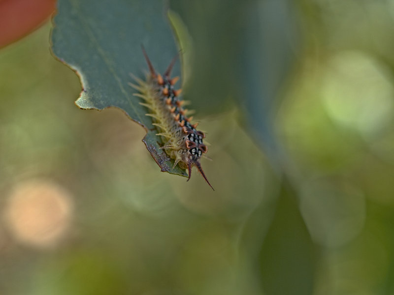 Butterfly, Kangaroo Island